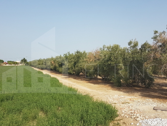 Rustic land - Resale - Dolores - DOLORES